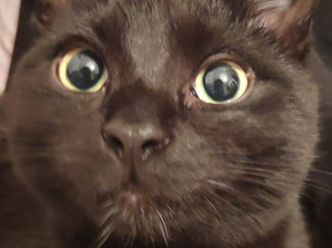 black cate cute face