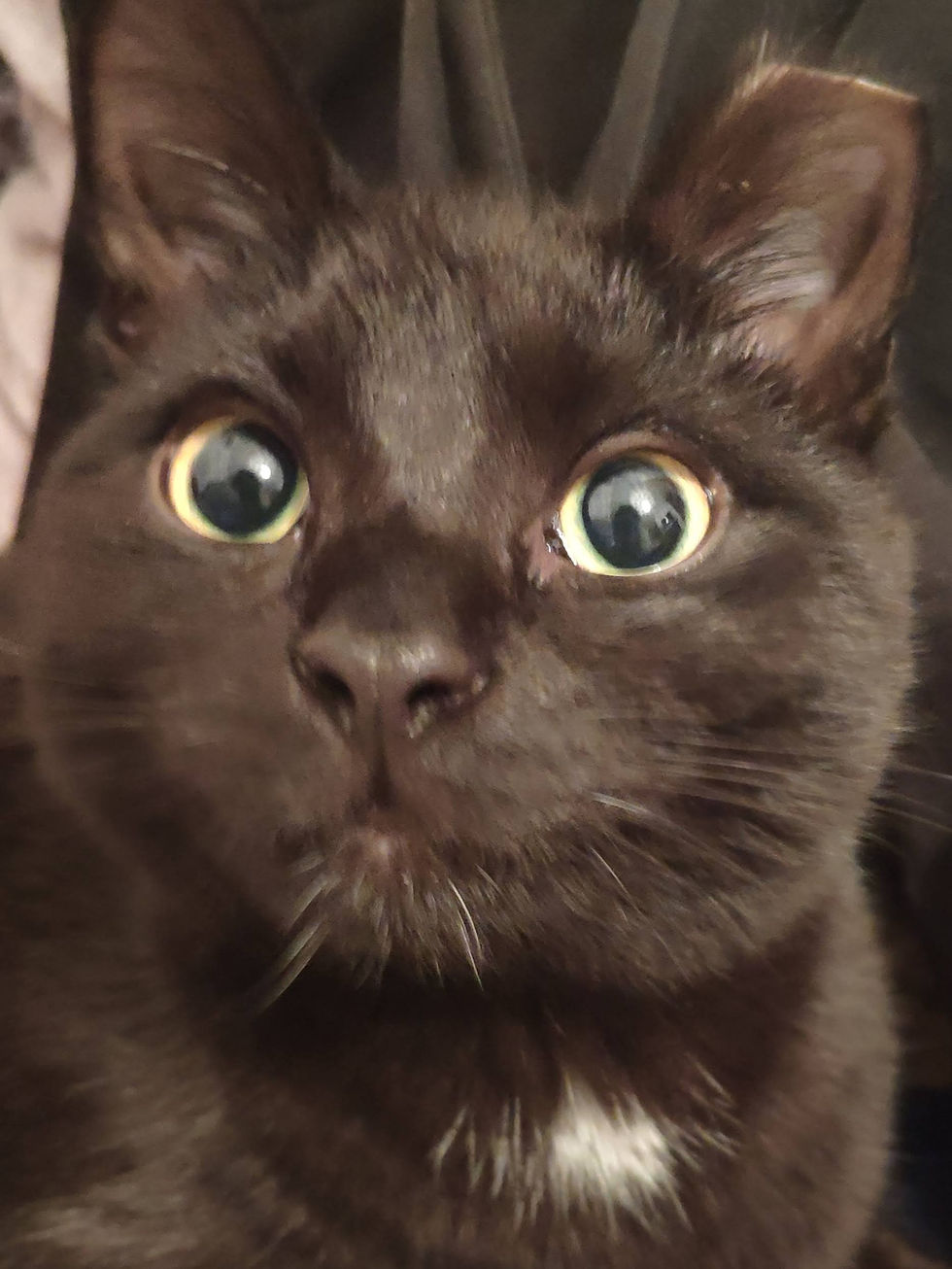 black cate cute face