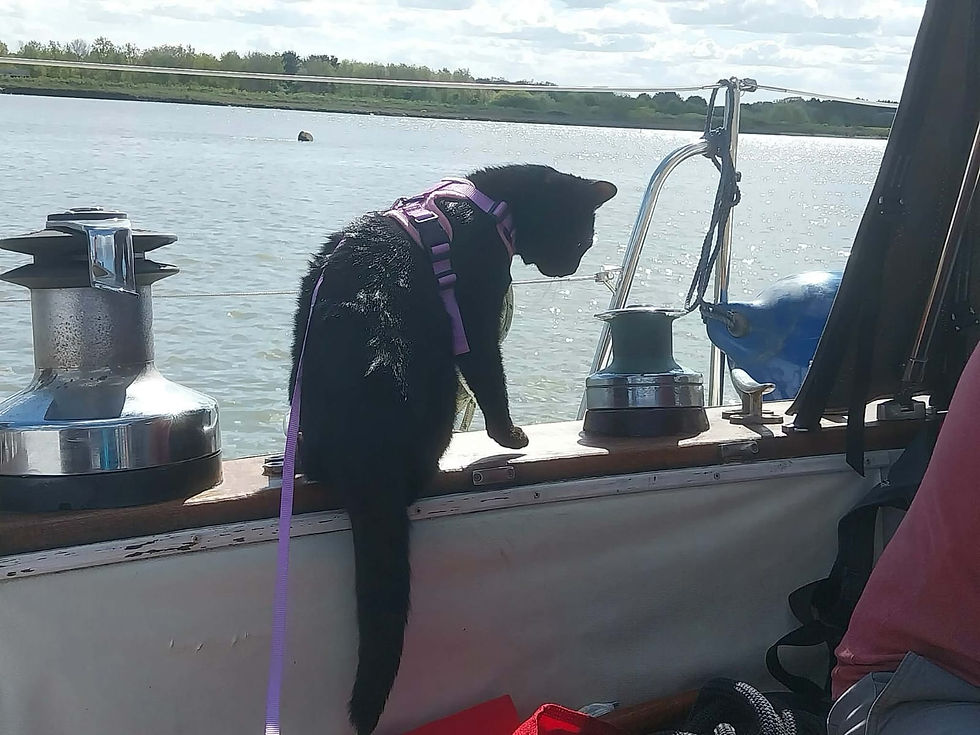 Black cat in a pink harness on a boat, looking over the edge at a calm river. The sky is cloudy, creating a tranquil scene.