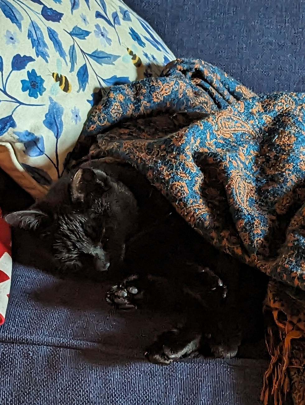 Black boat cat Luna sleeping under a blanket inside a liveaboard sailboat cabin