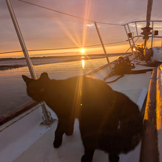 Black cat at sunset