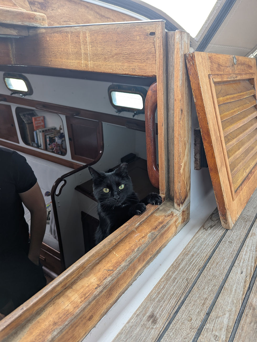 Luna our boat cat peeking out of the companionway on our Kelly Peterson sailboat while living aboard