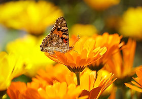 pexels-pixabay-65255.jpg