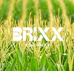 BRIXX Cultivation Adobe Portfolio Link