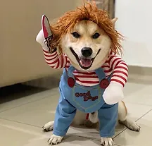conc_mascotas.webp