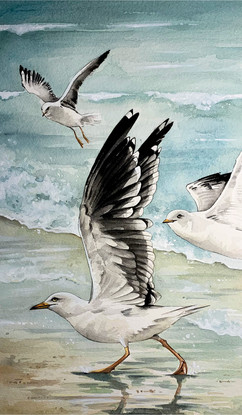 seagulls3.jpeg