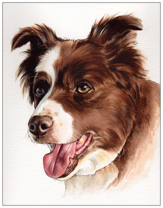 Riley the Border Collie