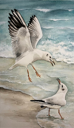 seagulls2.jpeg