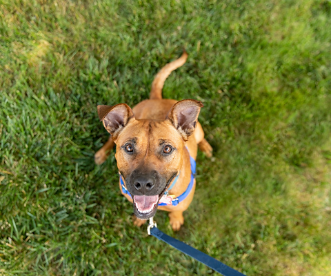 A leashed dog walking happily