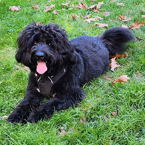 OnePooch21x17-72ppi (1).jpg