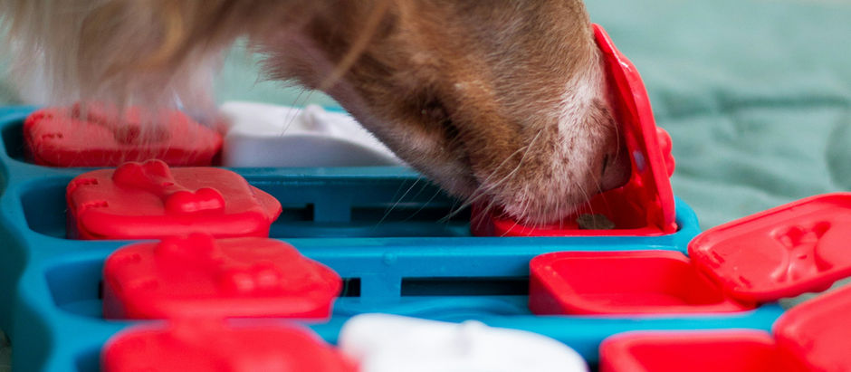 The Benefits of Canine Enrichment: Building Independence, Confidence, and Happiness in Your Dog