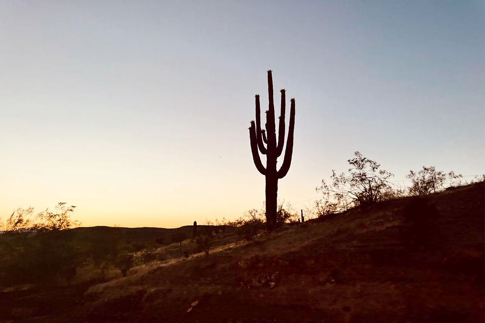 Arizona Single Cactus on the Hillside