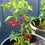 Thumbnail: Hot Pepper Cayenne