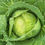 Thumbnail: Cabbage Early Golden Acre