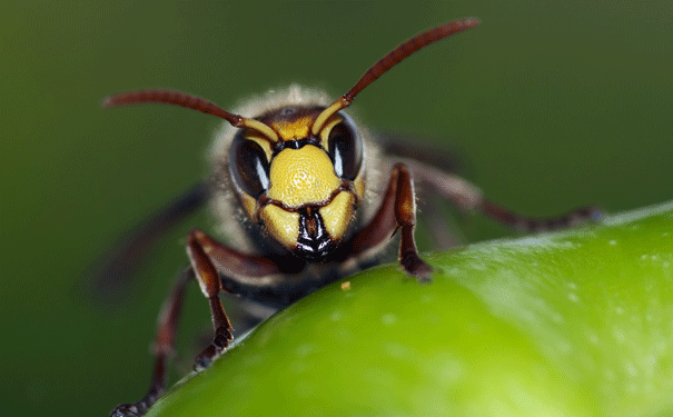 japanese-honey-bees.gif
