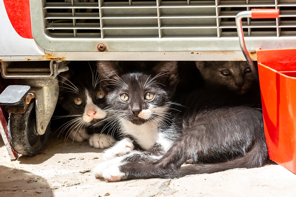 Stray kittens hiding under a cart, on the Island of Cyprus.jpg