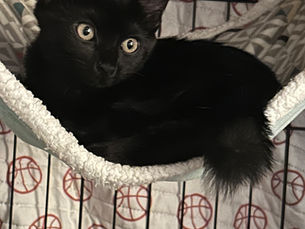 Why Adopting a Kitten from a TNR Rescue May Be the Most Rewarding Decision You'll Ever Make