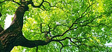 Large tree from below with green canopy