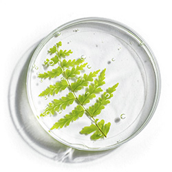 Collagene_vegetal_6287.jpg