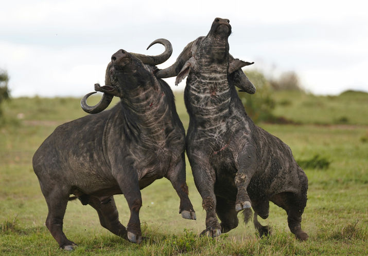 Buffaloes