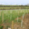 WCS Ecology Land Survey Consultancy.jpg