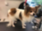 those ears!!.jpg