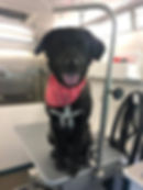 Lab.jpg