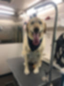 happy pup.jpg