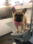 french bulldog.jpg