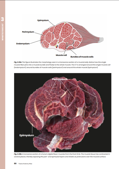 Thumbnail: Atlas of the Equine and Canine Fascia System