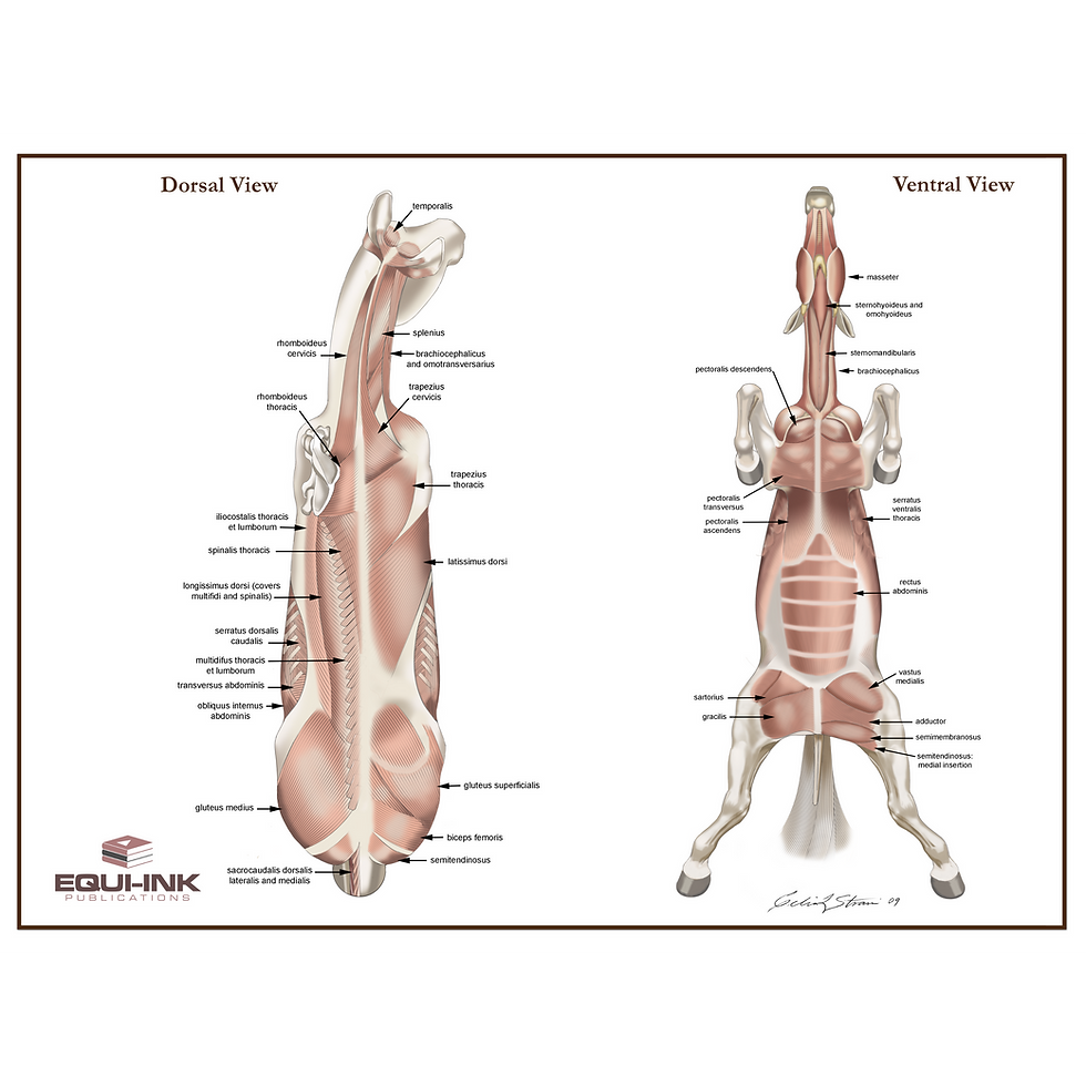 Thumbnail: Equine Muscle Posters