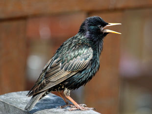 Starlings