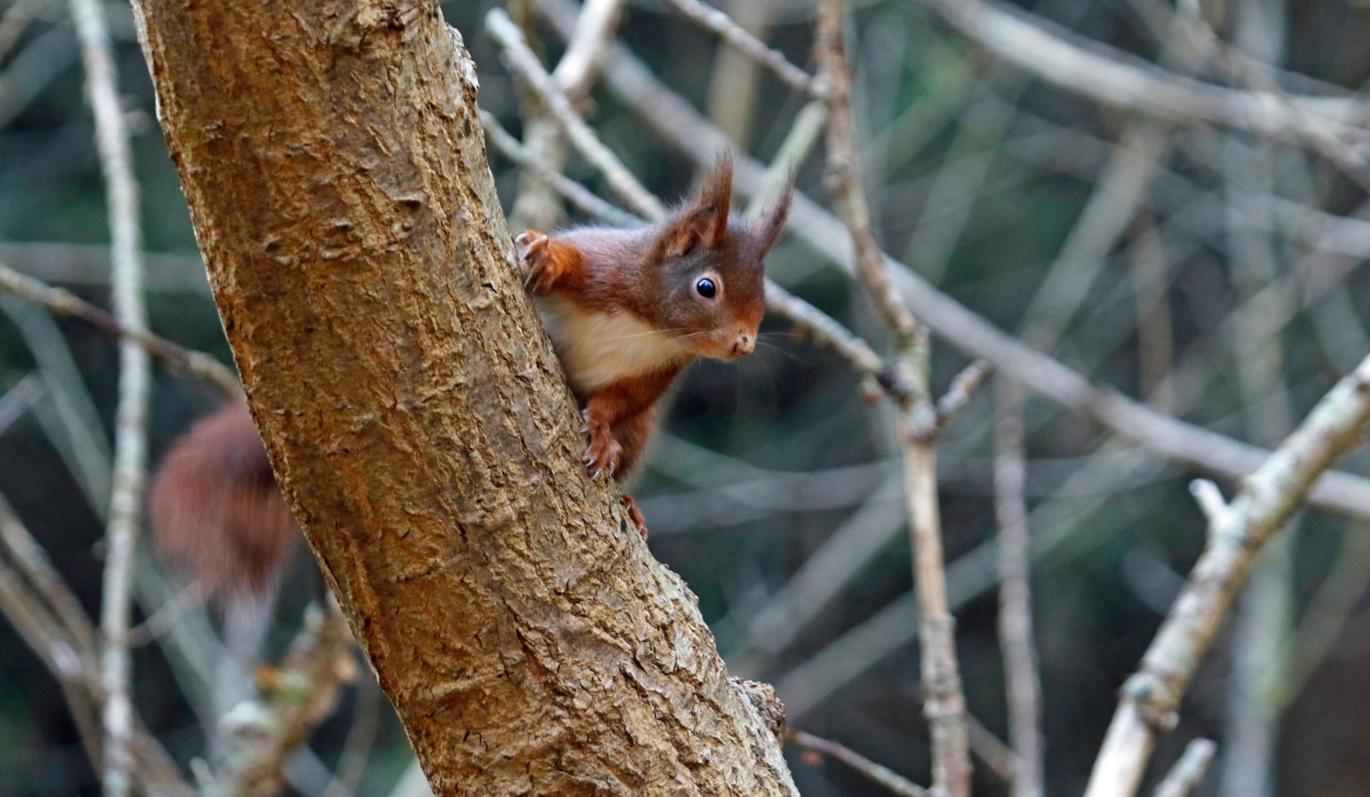 Red Squirrel
