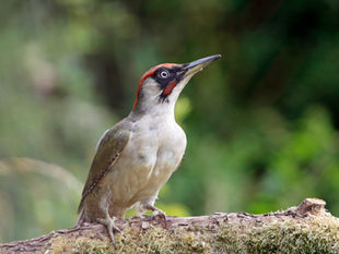 Green Woodpeckers and The Archers
