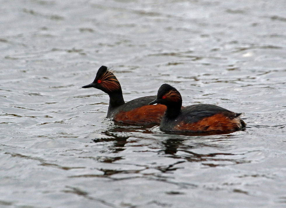 Black necked grebe pair