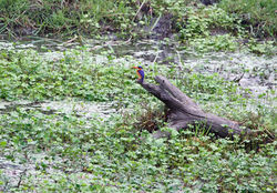 Malachite kingfisher