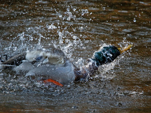 Sealed With A Fish.