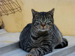 romeo