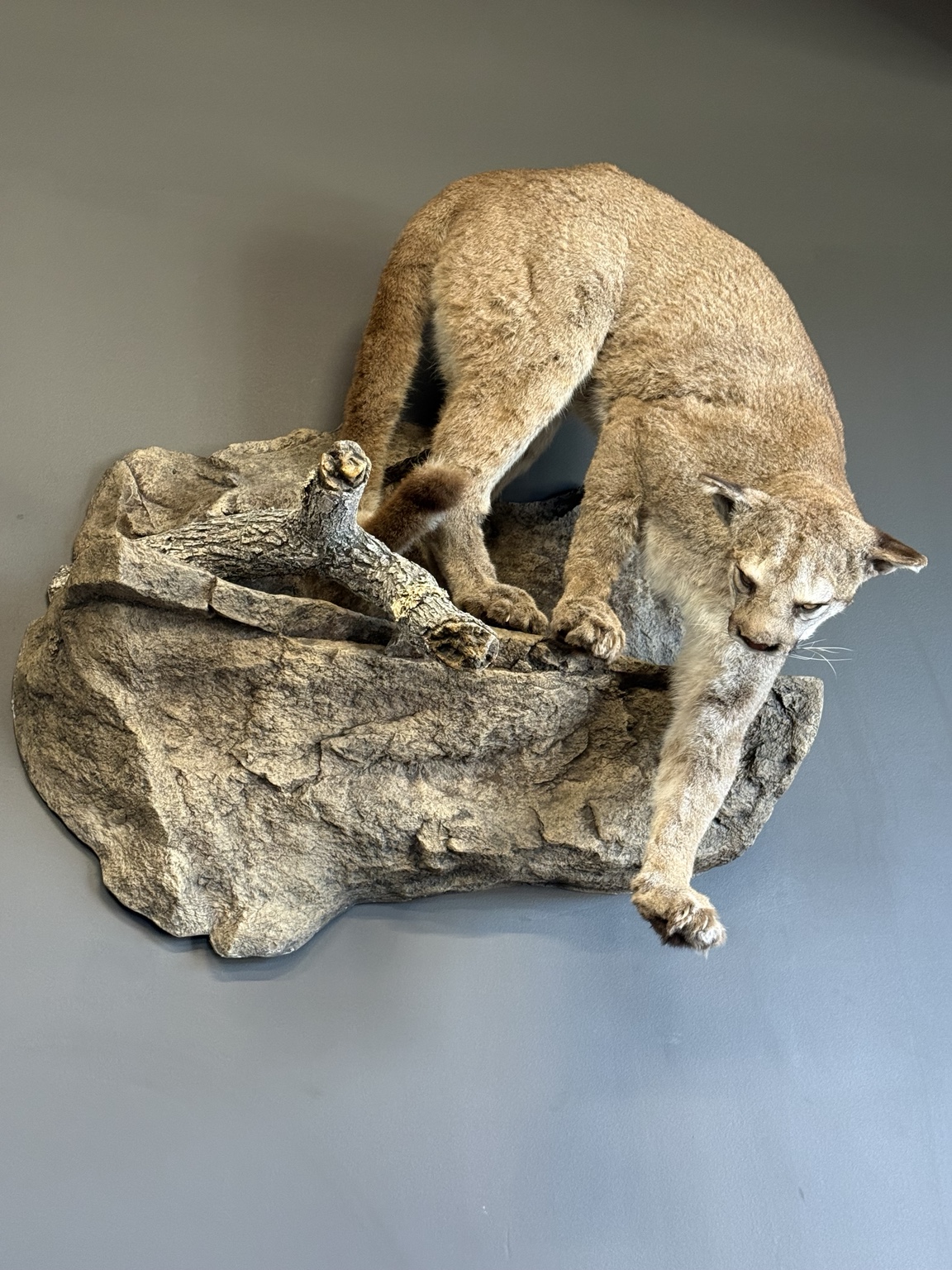 Mountain lion mount stepping down from a rocky wall display