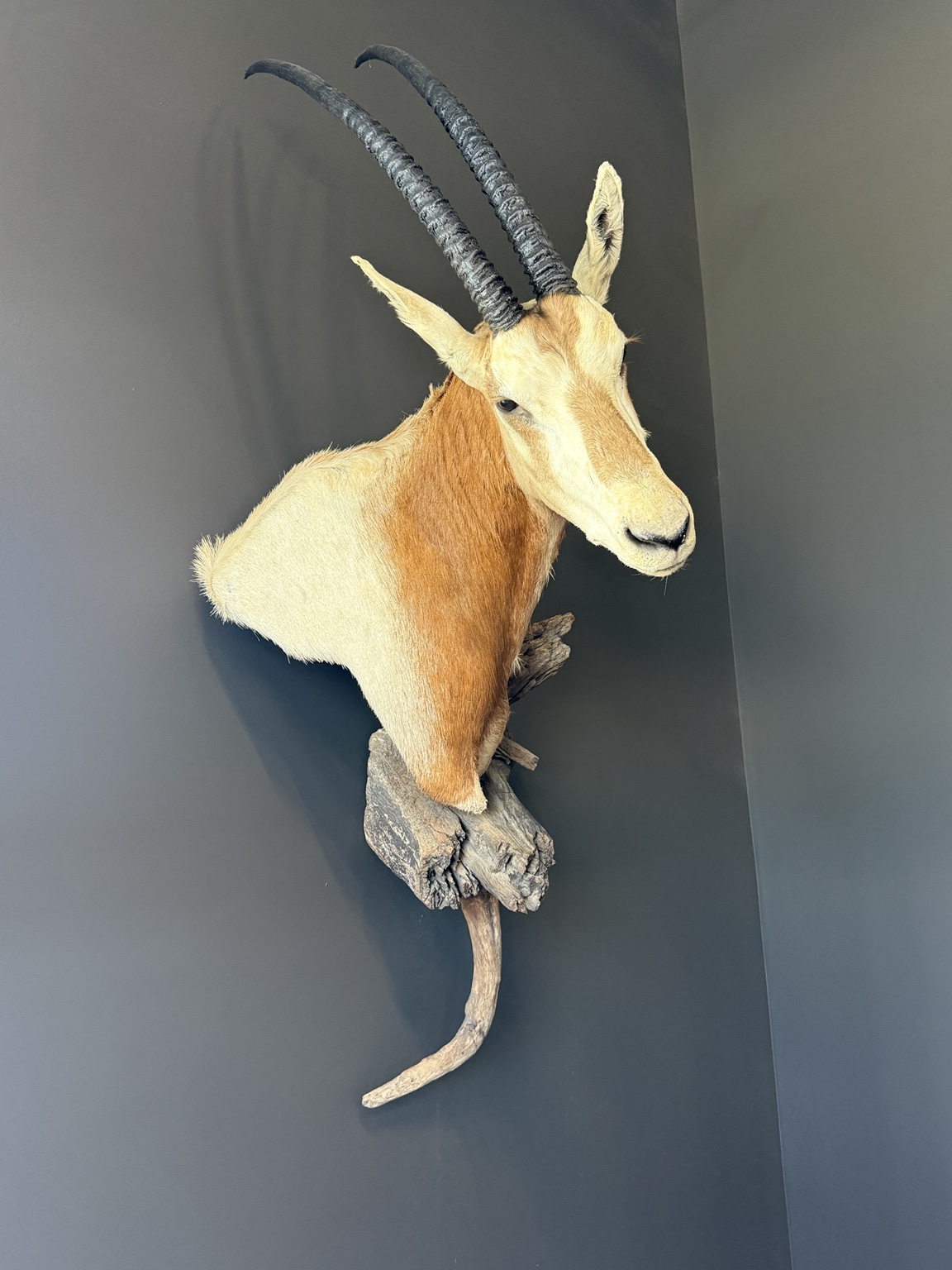 Golden antelope shoulder mount with long curved horns on a decorative base