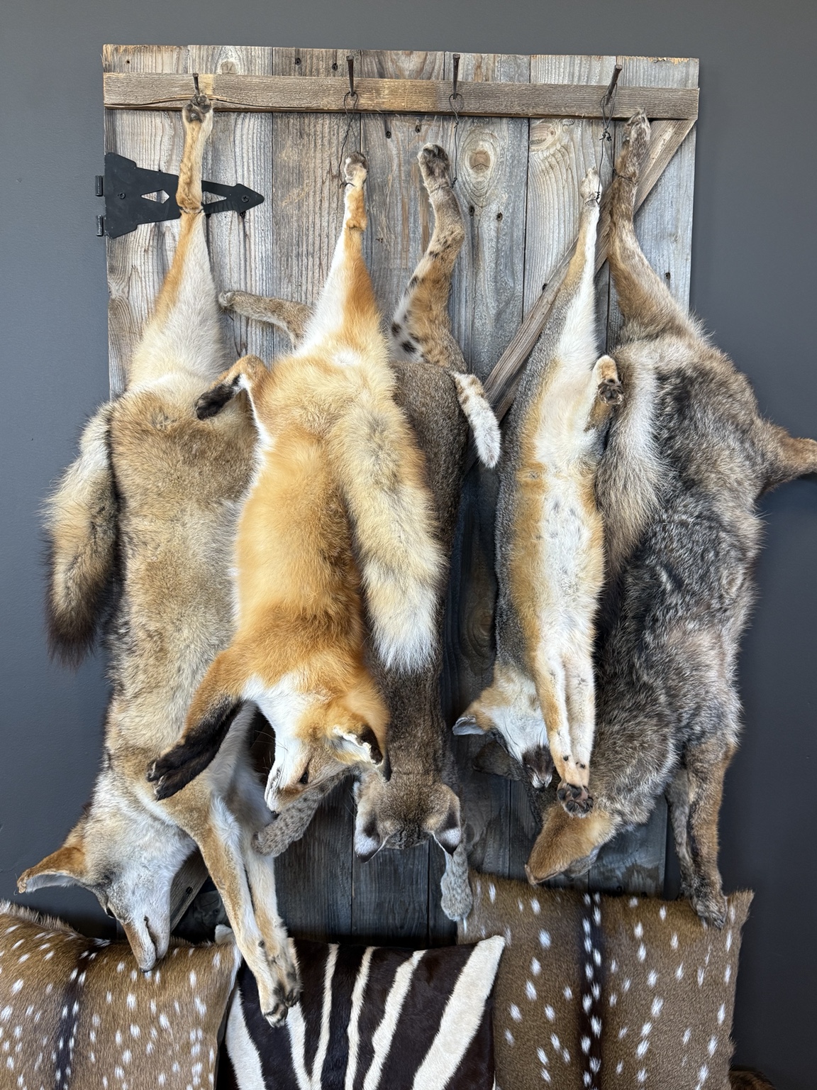 Assorted animal hides displayed on a reclaimed wood panel