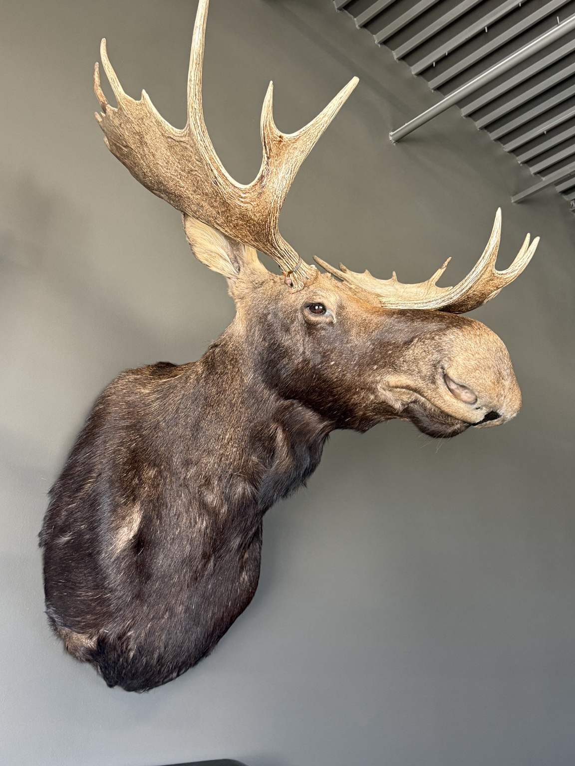 Moose shoulder mount with broad antlers on the showroom wall