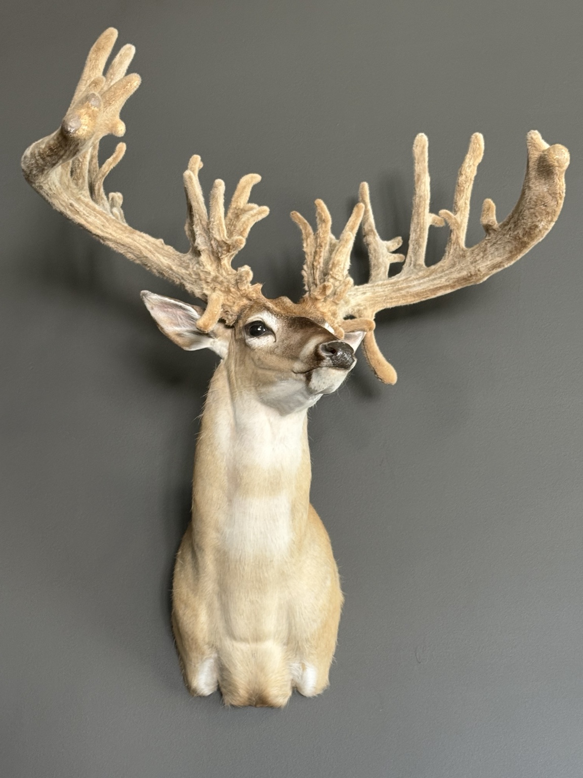 Deer shoulder mount with wide branching antlers in velvet