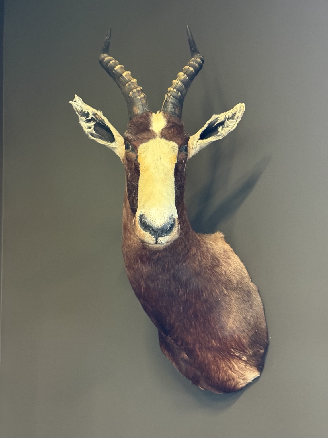 Chestnut antelope shoulder mount with a white facial blaze and ridged horns