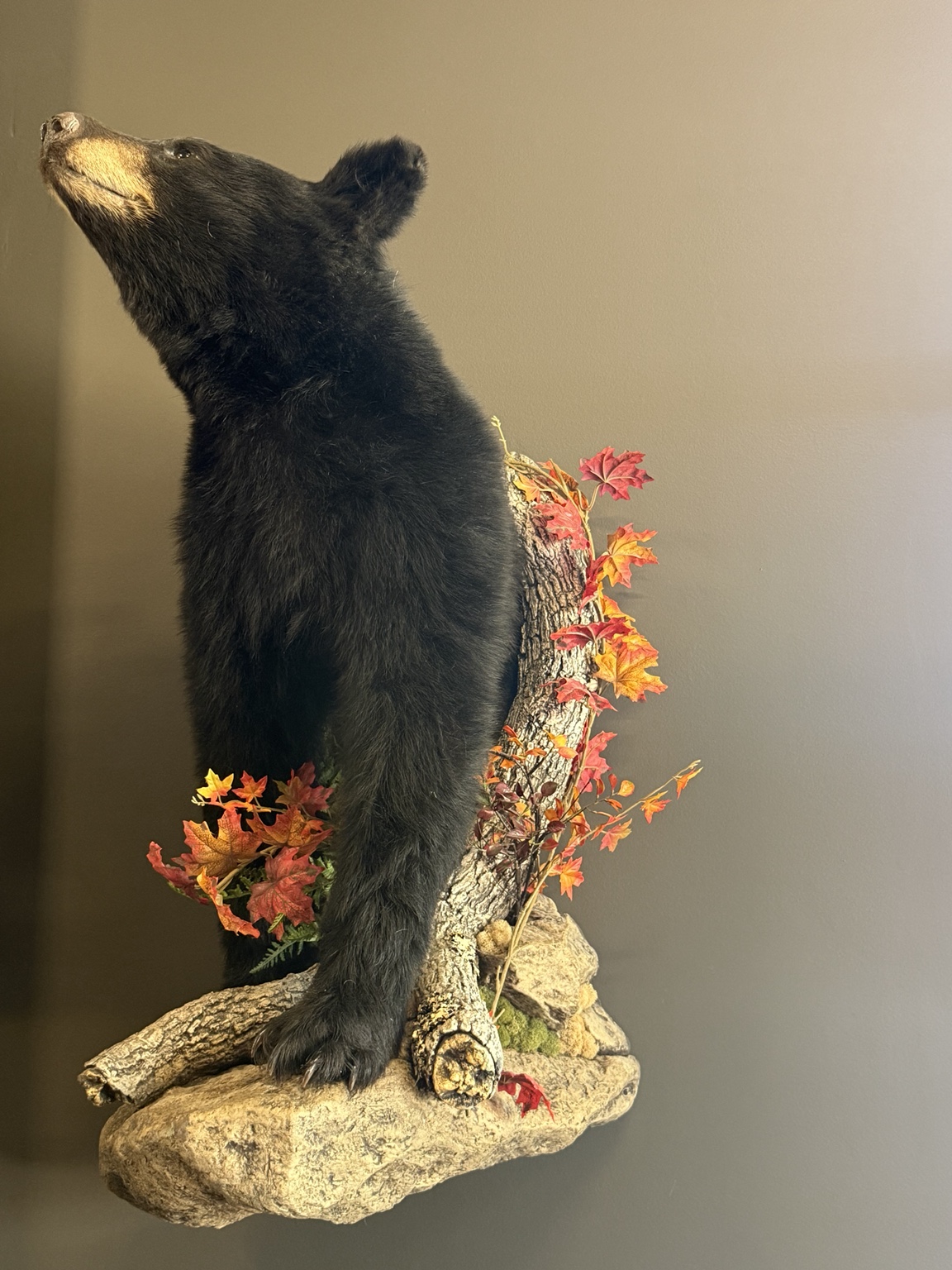 Black bear mount with a woodland base and autumn foliage