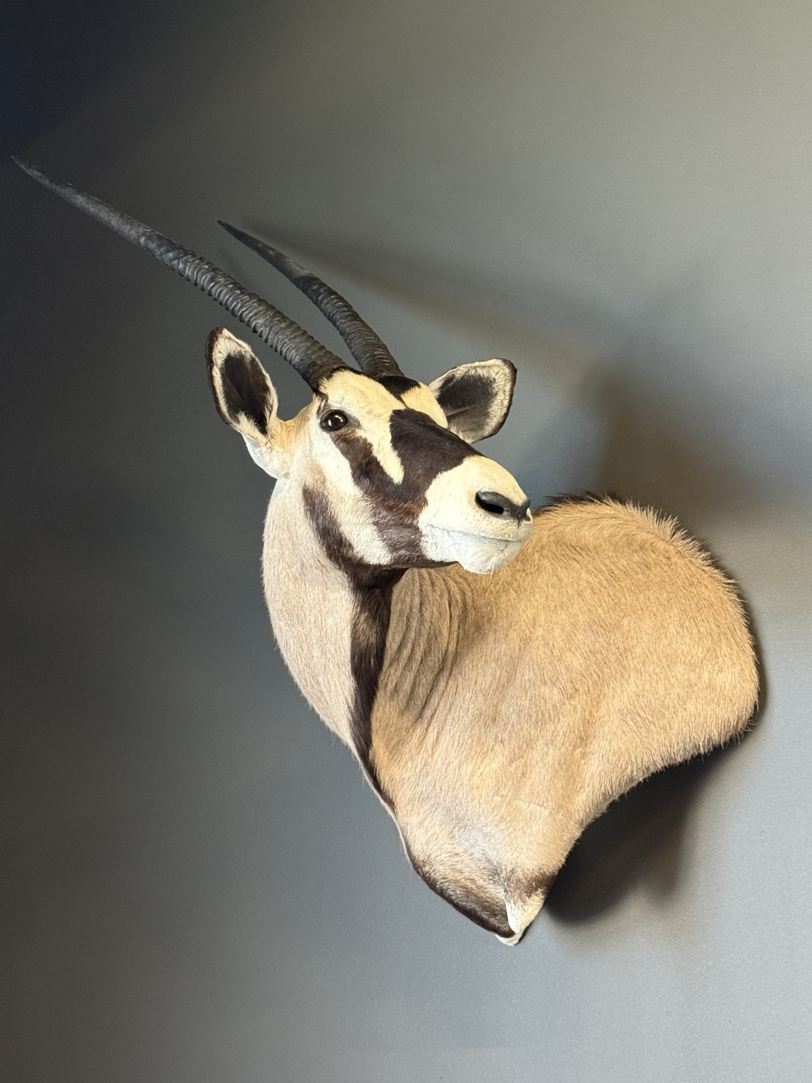 Gemsbok shoulder mount with long horns and black and white facial markings
