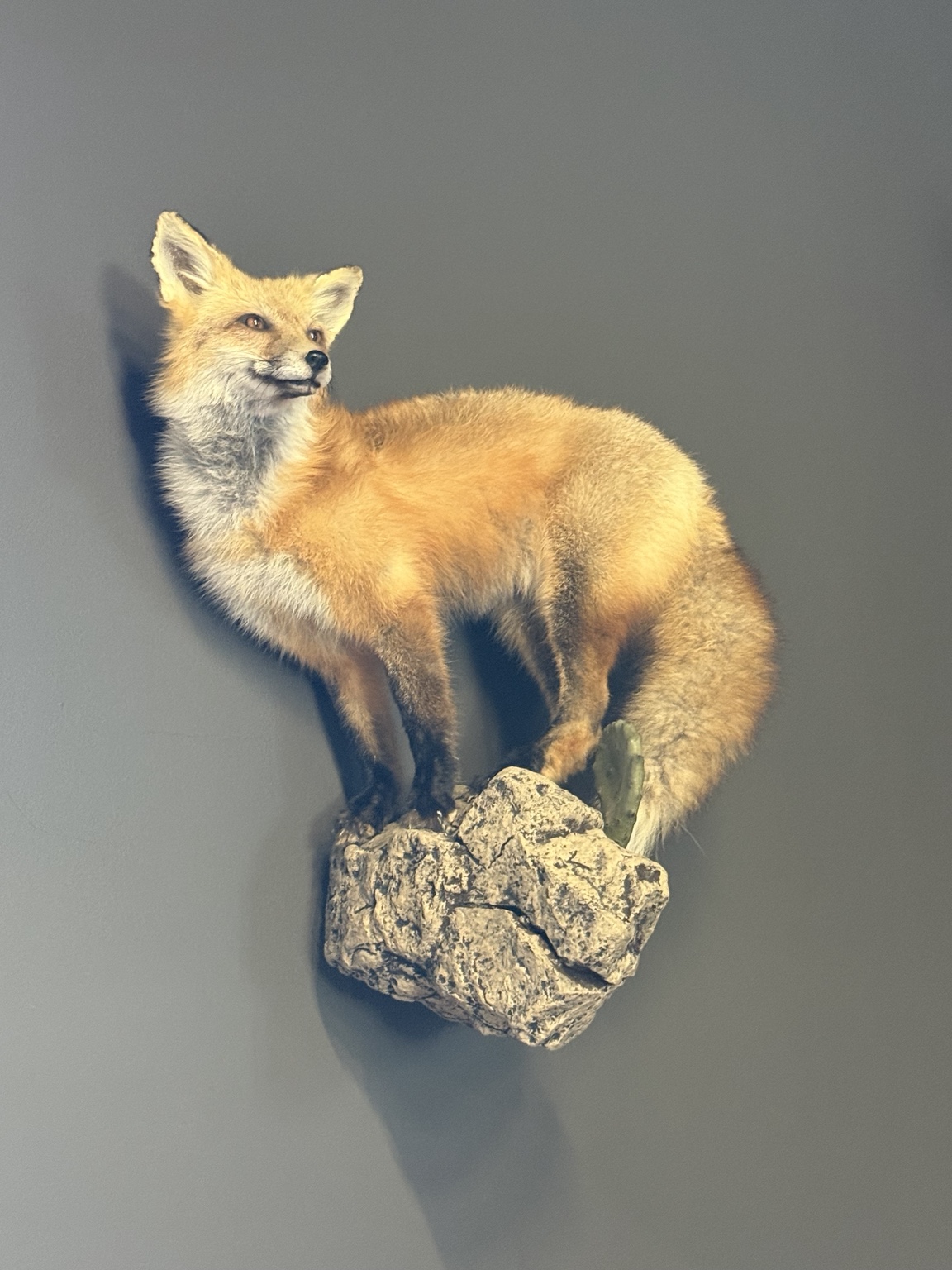 Fox mount standing on a textured rock base