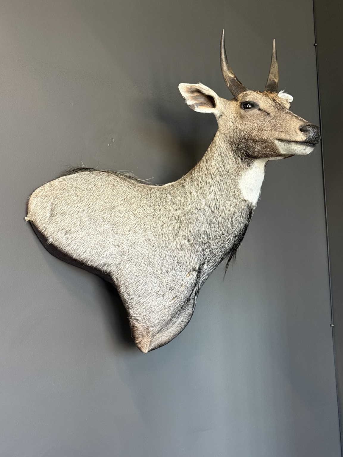 Gray antelope shoulder mount with short upright horns