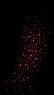 Roter Sternenstaub.jpg