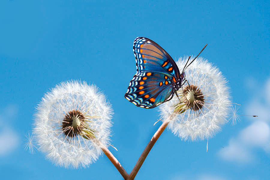 Dynamic Integrative Therapy™: A New Paradigm for Mental Health